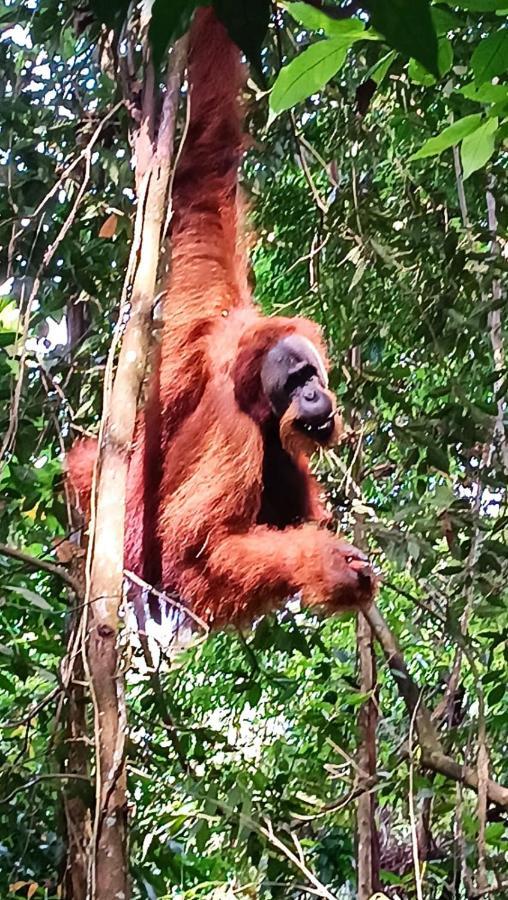 On The Rocks Bungalows, Restaurant And Jungle Trekking Tours Bukit Lawang Exterior foto