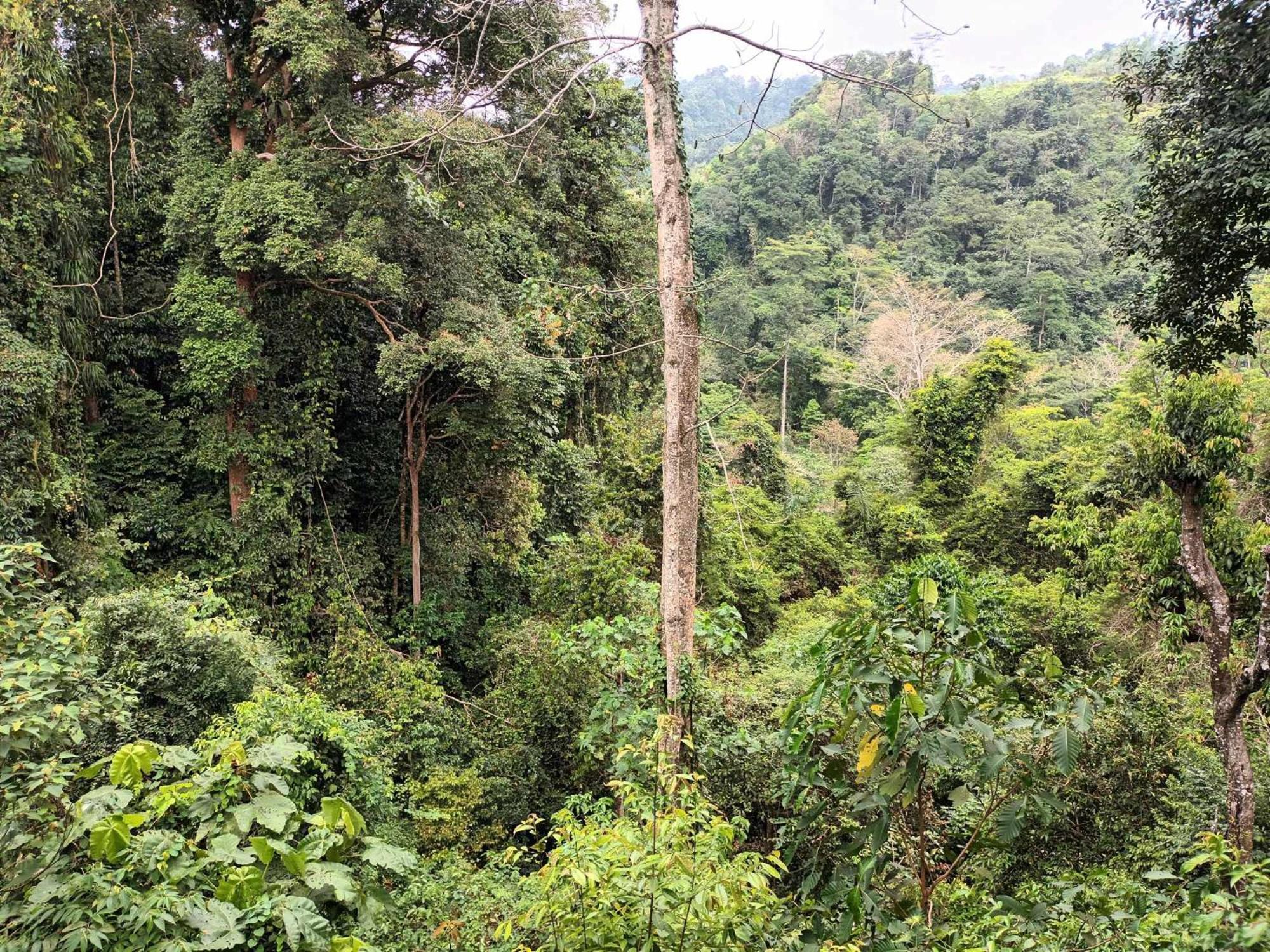 On The Rocks Bungalows, Restaurant And Jungle Trekking Tours Bukit Lawang Exterior foto